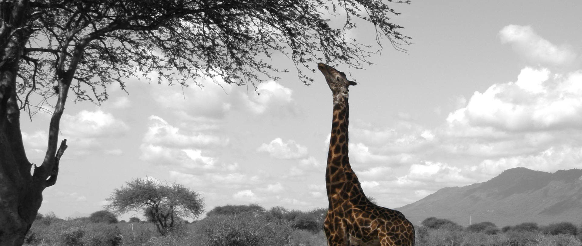 Giraffe gedreht
