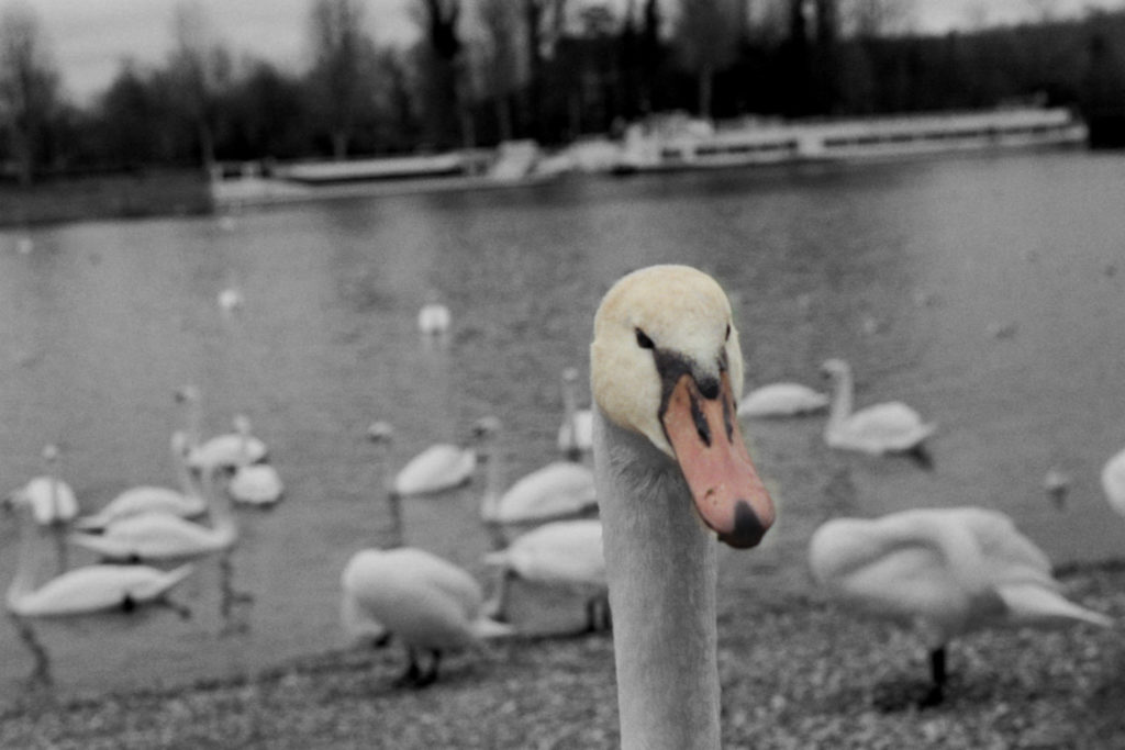 Schwan in Breisach aufgenommen mit einer Agfa Optima 500 500